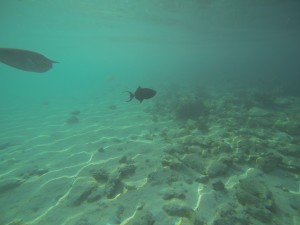 DCIM100GOPRO