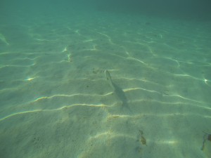 DCIM100GOPRO